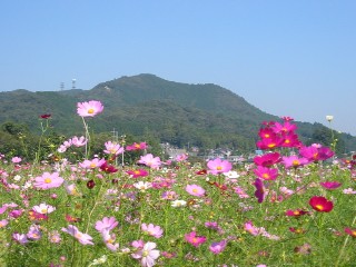 コスモス畑の写真後ろは日和田山