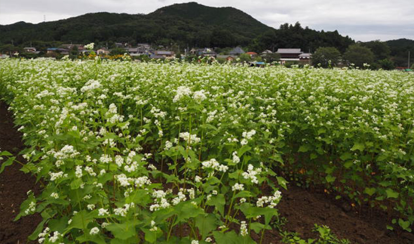 ソバの画像