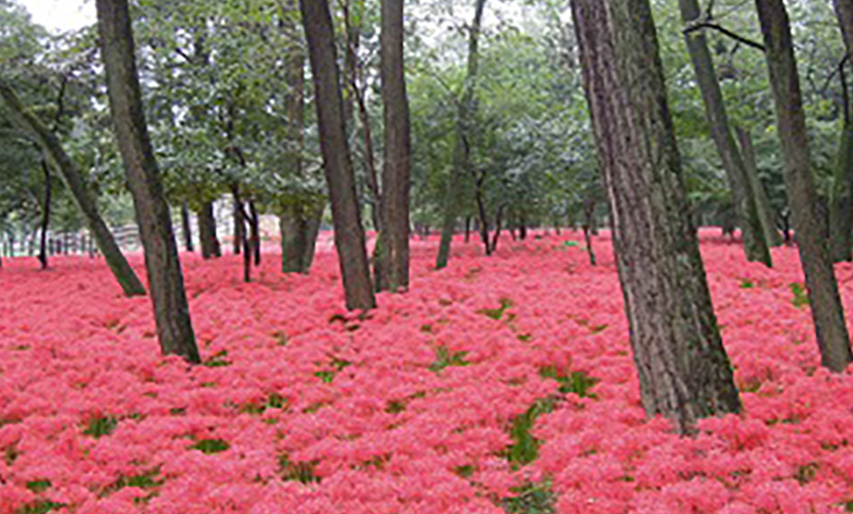 菜の花の画像