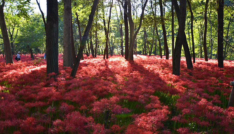 曼珠沙華の画像