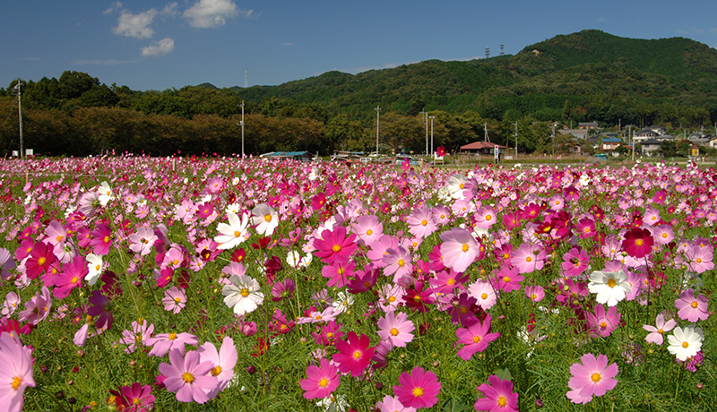 コスモスの画像