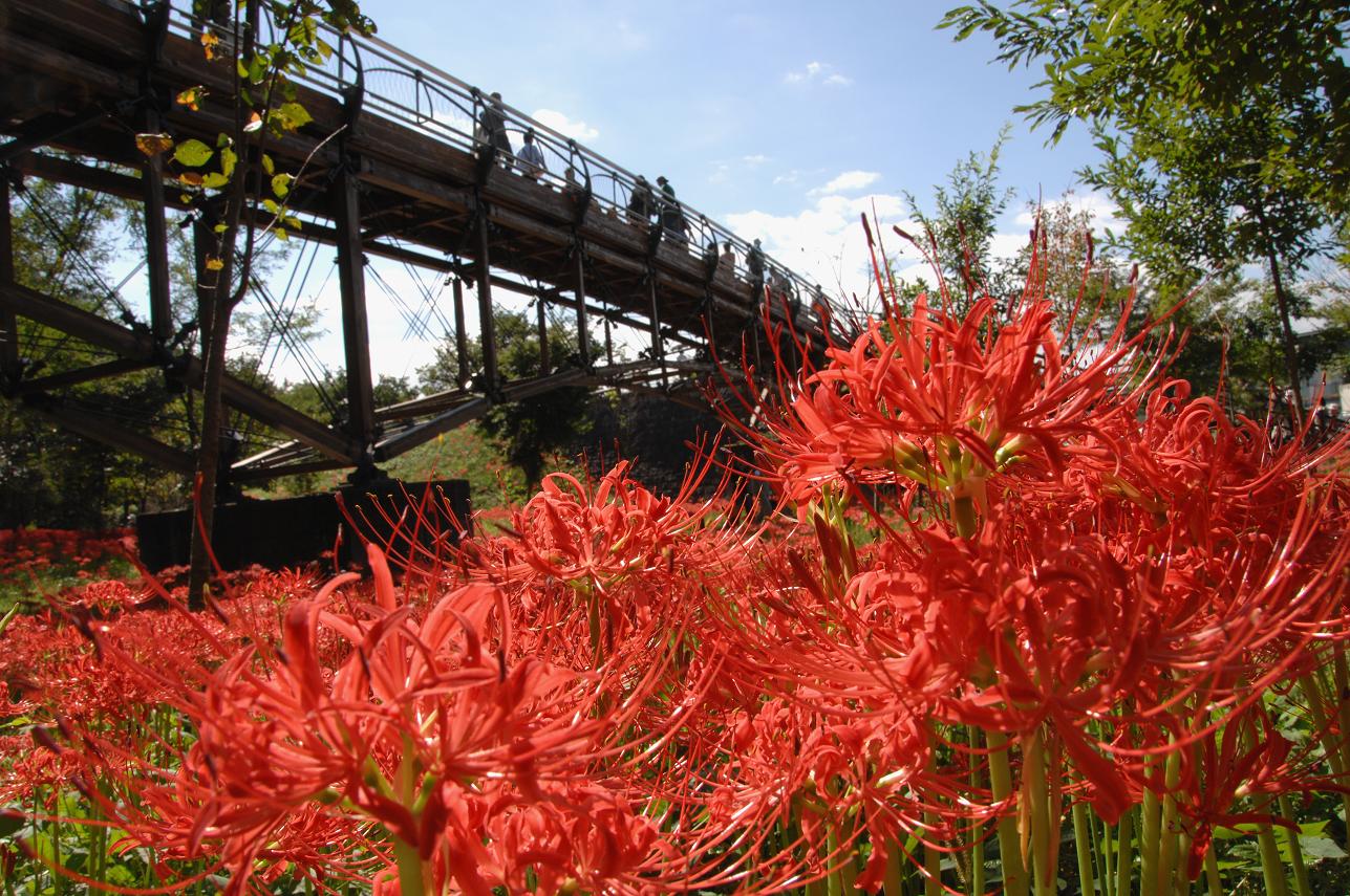 巾着田曼珠沙華まつりを開催します - 埼玉県日高市・曼珠沙華の里